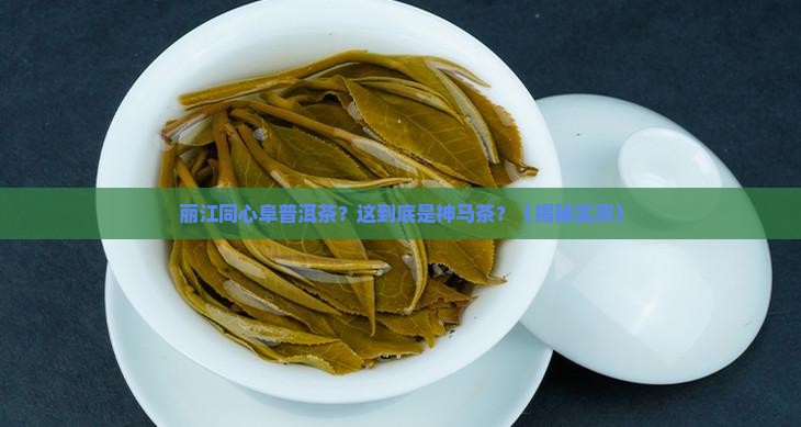 丽江同心阜普洱茶