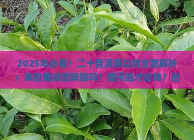 二十普洱茶功效