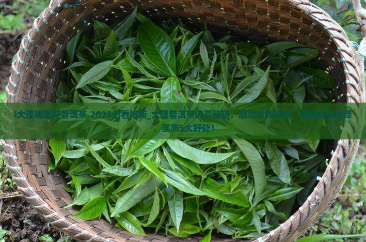 l大理哪里买普洱茶