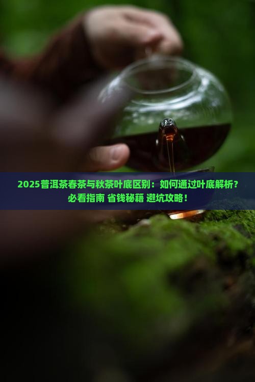 普洱茶春茶和秋茶叶底区别