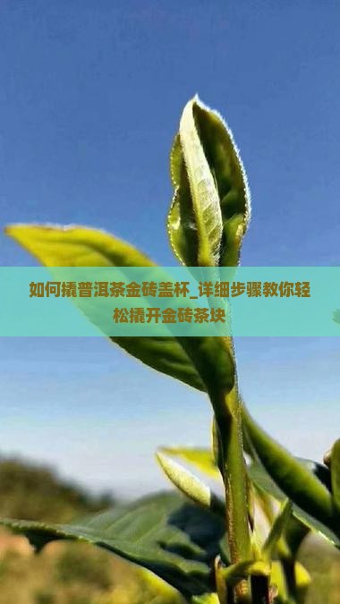 如何撬普洱茶金砖盖杯
