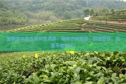 宝熙堂中茶古茶树普洱茶