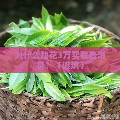 购买藏普洱茶的原因