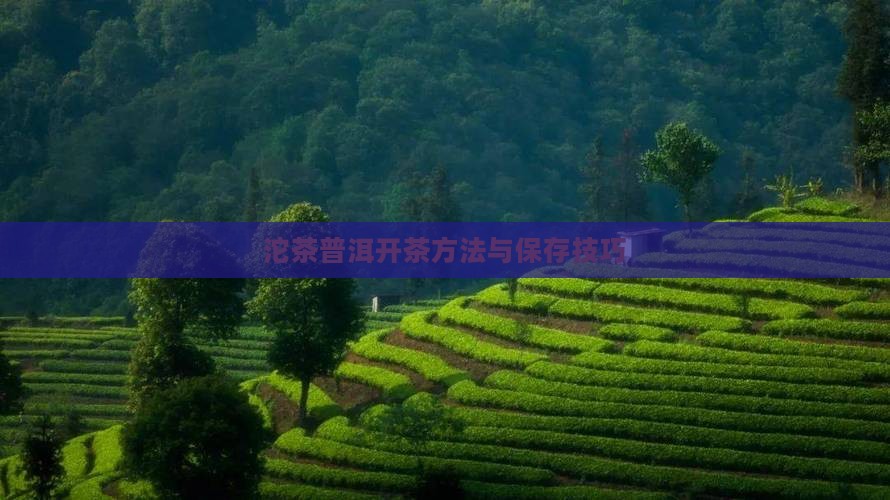 沱茶开茶办法沱茶怎么存放
