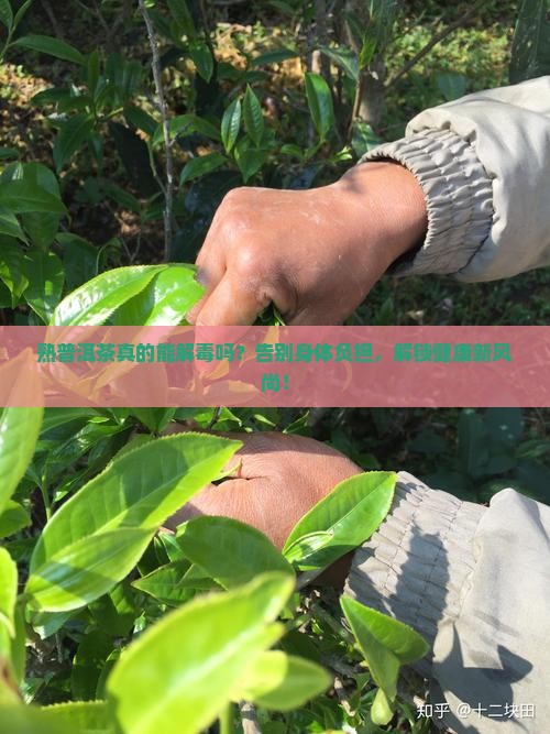 熟普洱茶解毒吗