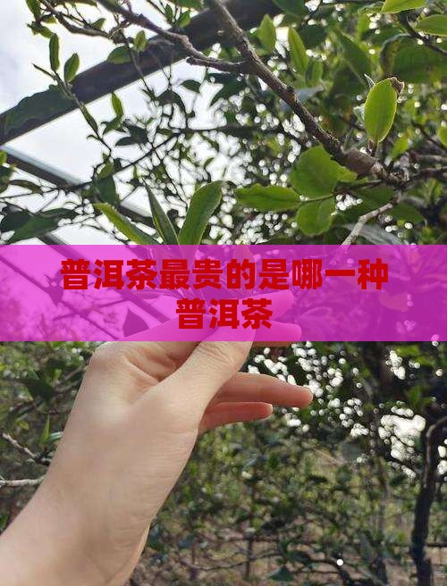 普洱茶最贵的是哪一种茶