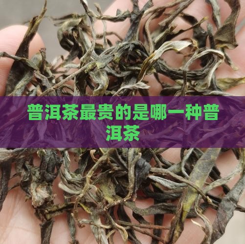 普洱茶最贵的是哪一种茶