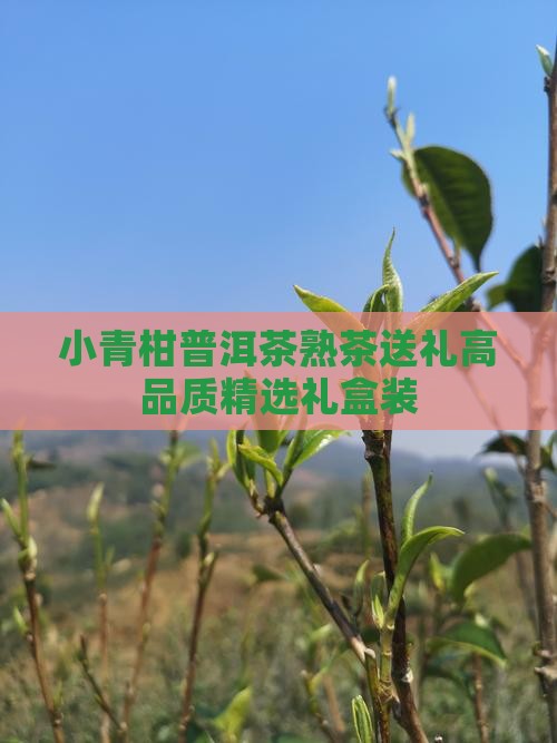 小青柑普洱茶熟茶送礼