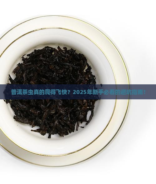 普洱茶虫爬得很快吗好吗