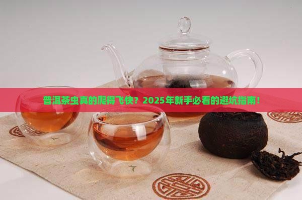 普洱茶虫爬得很快吗好吗