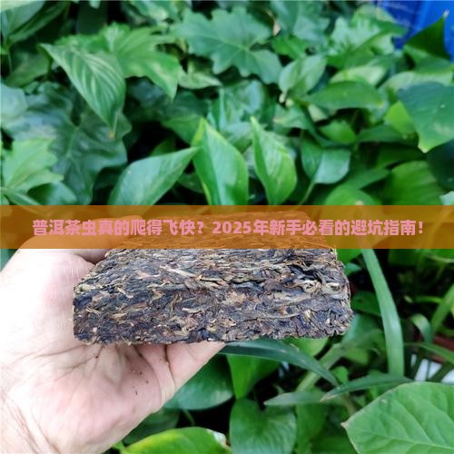 普洱茶虫爬得很快吗好吗