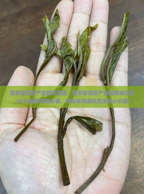 西安普洱茶产业园在哪里