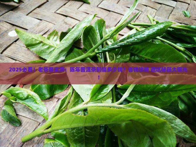 陈年普洱茶是多少钱