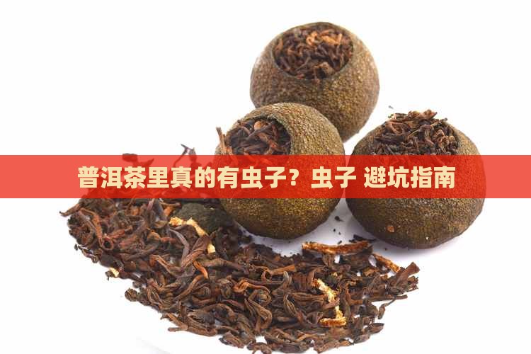普洱茶里有什么虫子好治