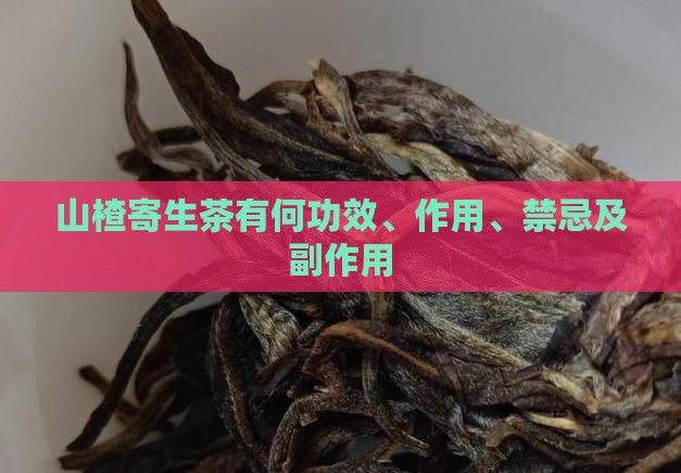山楂寄生茶有何功效