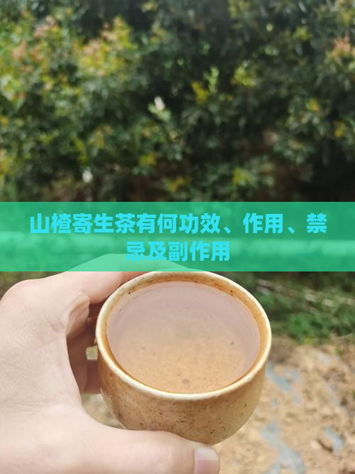 山楂寄生茶有何功效