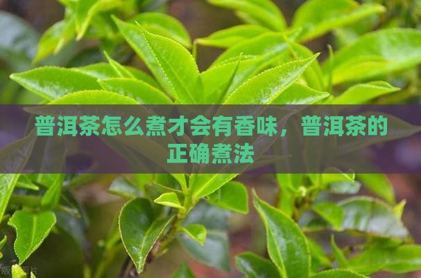 普洱茶怎么煮才会有香味