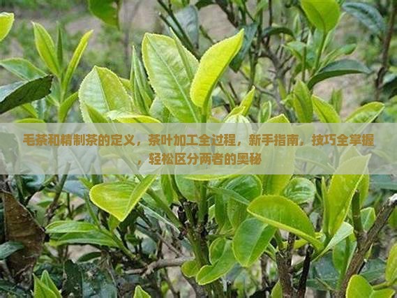 毛茶和精制茶的定义