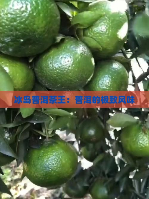 勐康普洱茶冰岛王