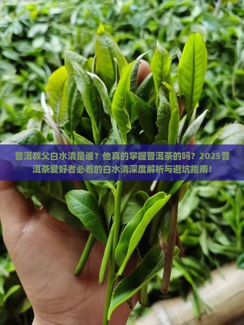 普洱教父白水清