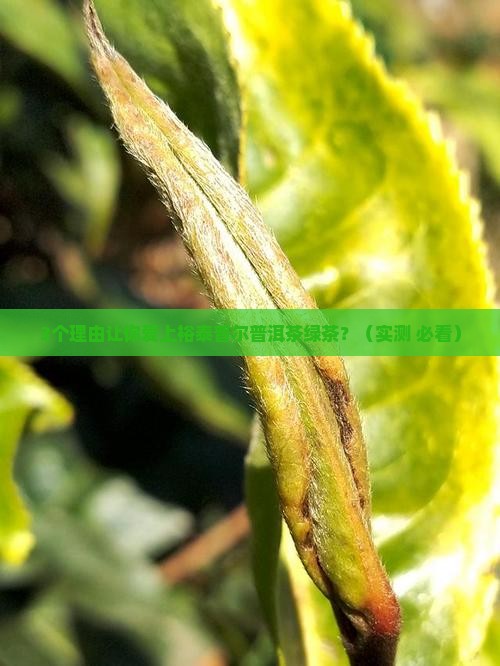 裕泰普尔普洱茶绿茶