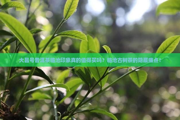 大昌号普洱茶临沧印象