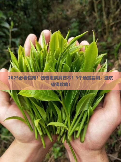 熟普洱茶解药不