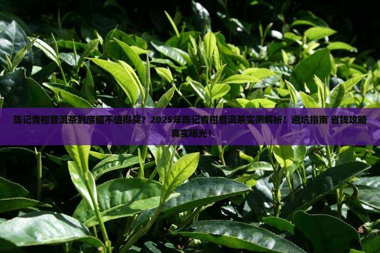 陈记青柑普洱茶