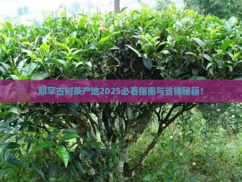 那罕古树茶产地