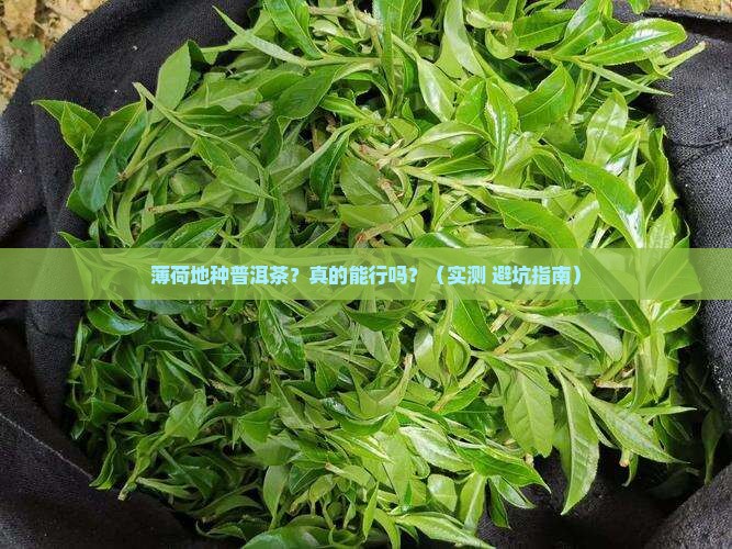 薄荷地种普洱茶怎么种