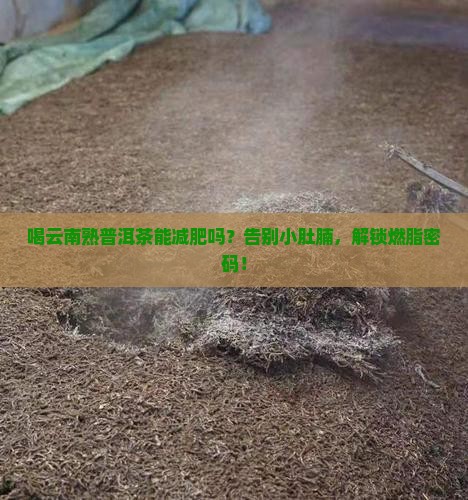 喝云南熟普洱茶能减肥吗