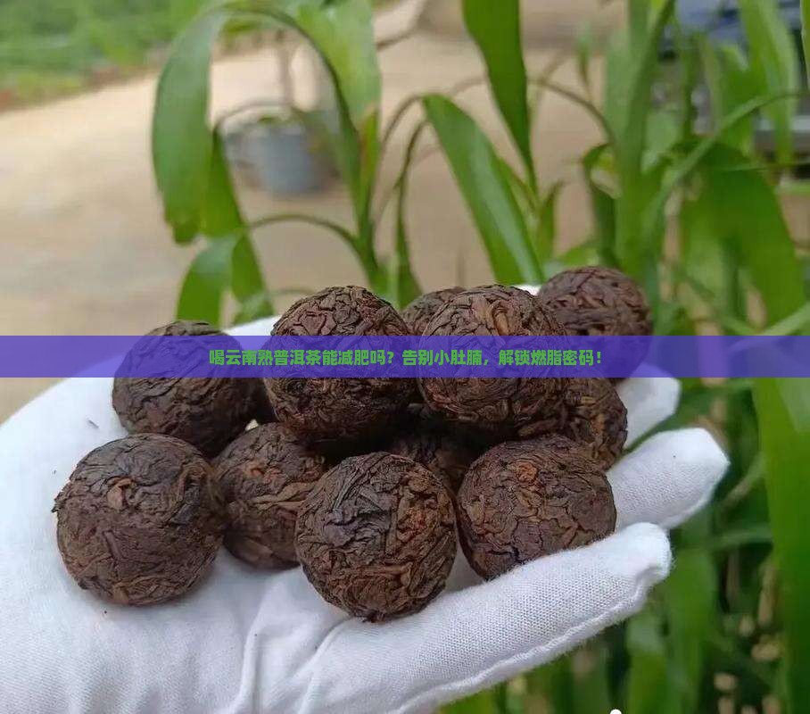 喝云南熟普洱茶能减肥吗