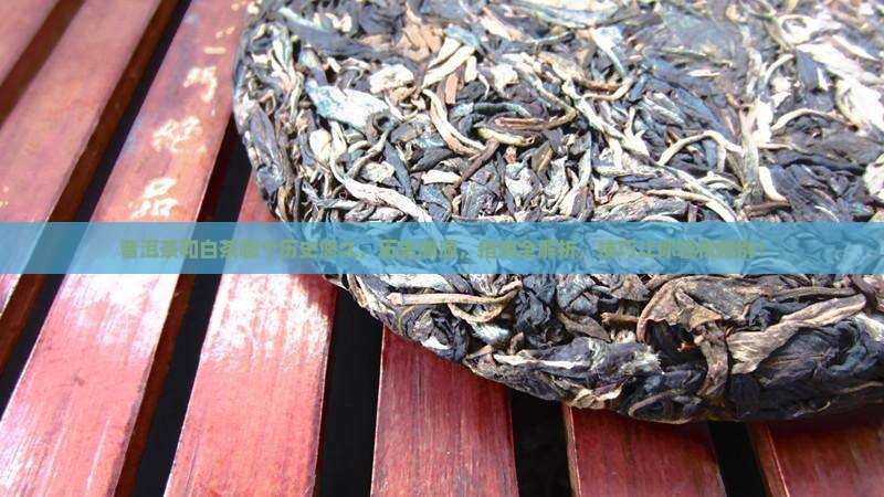 普洱茶和白茶哪个历史悠久