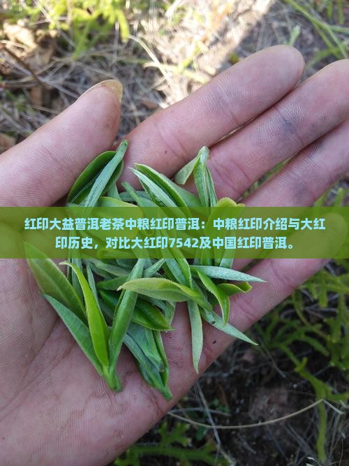 红印大益普洱老茶中粮红印普洱