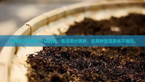 两种普洱茶都是一样的吗