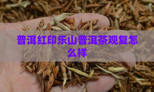 普洱观复红印怎么样
