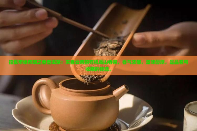 拉佤布傣布朗之春普洱茶