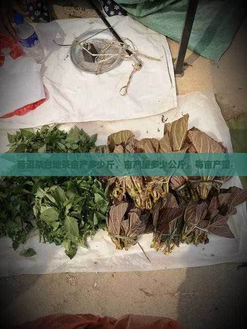 普洱茶台地茶亩产多少