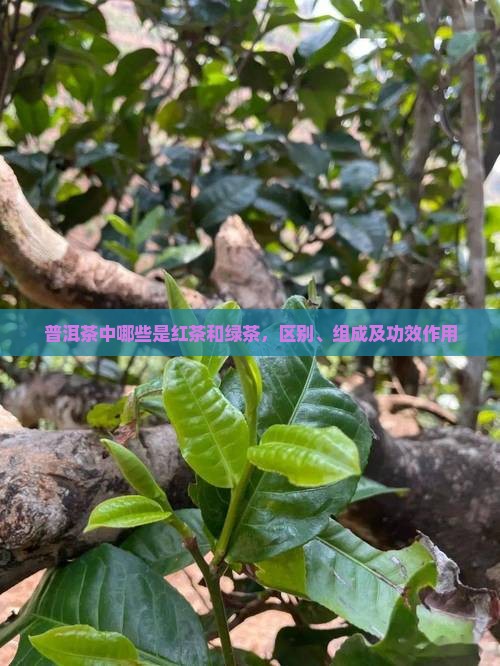 普洱茶中哪些是红茶和绿茶