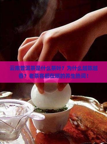 云南普洱茶是什么茶叶