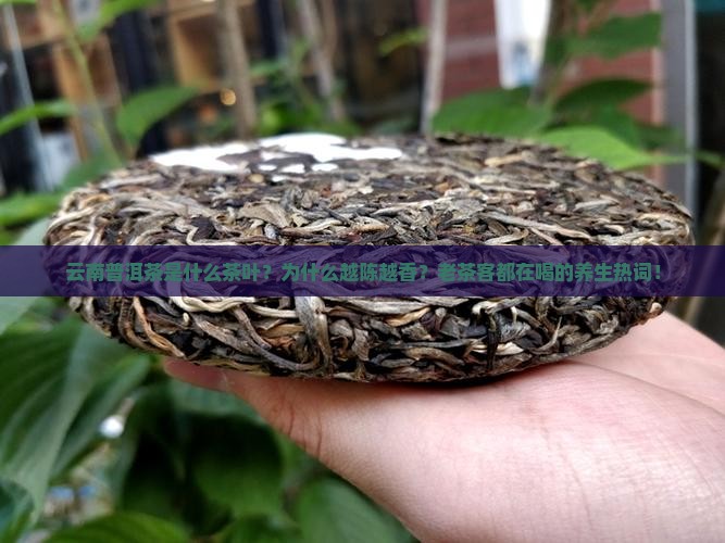 云南普洱茶是什么茶叶