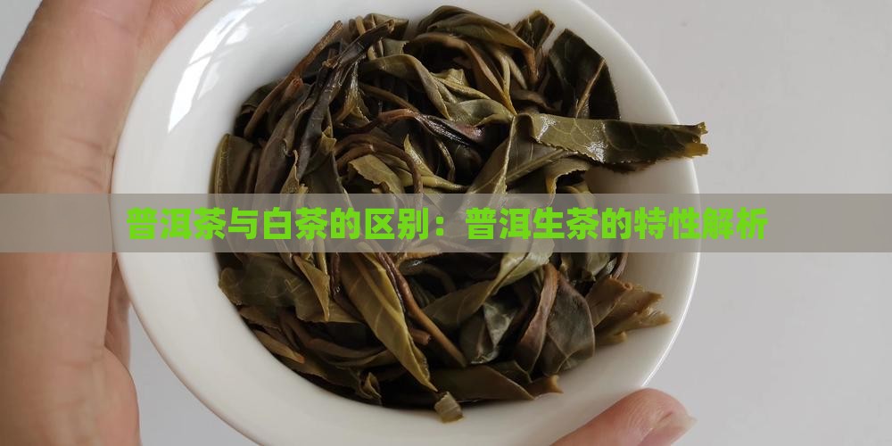 普洱生茶和白茶