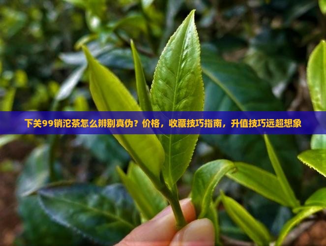 下关99销台湾沱茶
