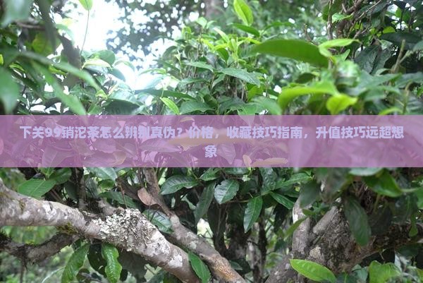 下关99销台湾沱茶