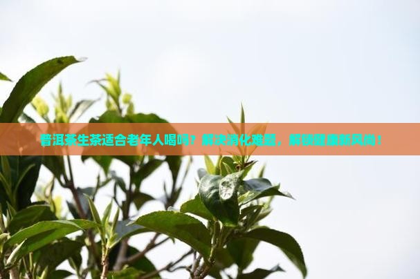 普洱茶生茶适合老年人喝吗