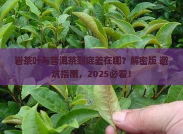 岩茶叶与普洱茶的区别