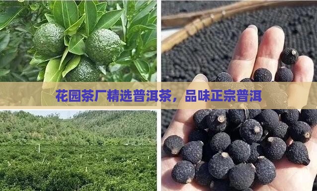 花园云南普洱茶
