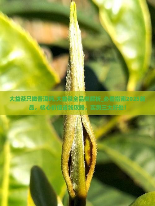大益茶只做普洱吗