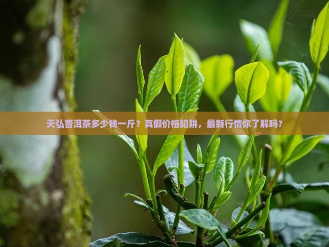 天弘普洱茶多少钱一斤