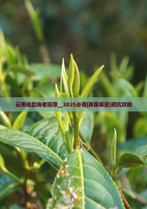 云南省勐海老班章